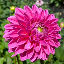 Load image into Gallery viewer, Jowey Frambo