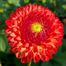 Load image into Gallery viewer, Mardy Gras