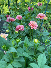 Load image into Gallery viewer, Milena Fleur