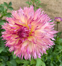 Load image into Gallery viewer, Myrtle's Folly