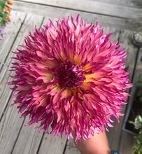 Load image into Gallery viewer, Myrtle's Folly