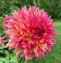 Load image into Gallery viewer, Myrtle's Folly