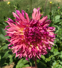 Load image into Gallery viewer, Myrtle's Folly