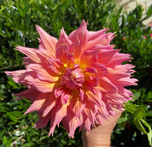 Load image into Gallery viewer, Omega