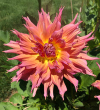 Load image into Gallery viewer, Omega