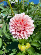 Load image into Gallery viewer, Peaches n' Cream