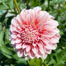 Load image into Gallery viewer, Peaches n' Cream