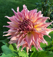 Load image into Gallery viewer, Penhill Watermelon