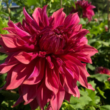 Load image into Gallery viewer, Penhill Dark Monarch