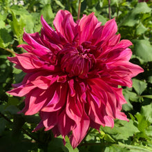 Load image into Gallery viewer, Penhill Dark Monarch