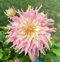 Load image into Gallery viewer, Penhill Watermelon