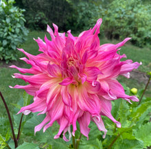 Load image into Gallery viewer, Penhill Watermelon