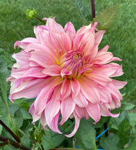 Load image into Gallery viewer, Penhill Watermelon