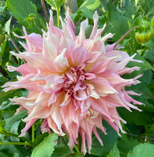 Load image into Gallery viewer, Penhill Watermelon