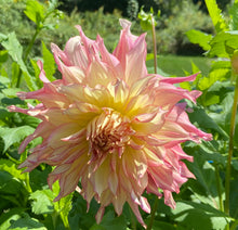 Load image into Gallery viewer, Penhill Watermelon