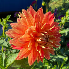 Load image into Gallery viewer, Punkin Spice