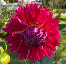 Load image into Gallery viewer, Showcase Magnifico