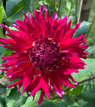 Load image into Gallery viewer, Showcase Magnifico