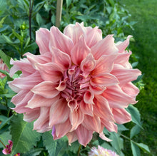 Load image into Gallery viewer, Sierra Glow