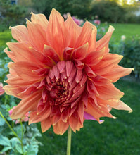 Load image into Gallery viewer, Sierra Glow