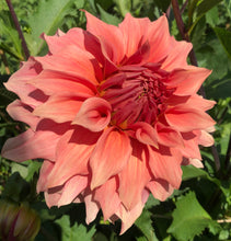 Load image into Gallery viewer, Sierra Glow