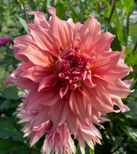 Load image into Gallery viewer, Sierra Glow