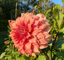 Load image into Gallery viewer, Sierra Glow