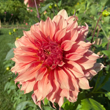 Load image into Gallery viewer, Sierra Glow