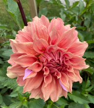 Load image into Gallery viewer, Sierra Glow