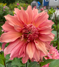 Load image into Gallery viewer, Sierra Glow