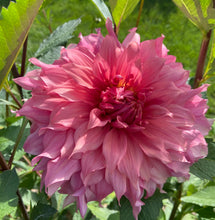 Load image into Gallery viewer, Sierra Glow