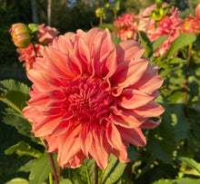 Load image into Gallery viewer, Sierra Glow