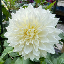 Load image into Gallery viewer, Snow Country