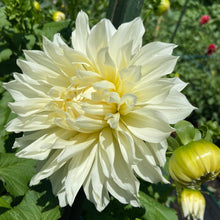 Load image into Gallery viewer, Snow Country