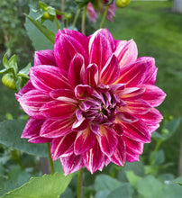 Load image into Gallery viewer, Temple of Beauty