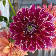 Load image into Gallery viewer, Temple of Beauty