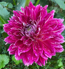 Load image into Gallery viewer, Temple of Beauty