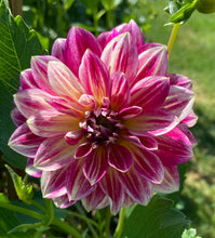 Load image into Gallery viewer, Temple of Beauty