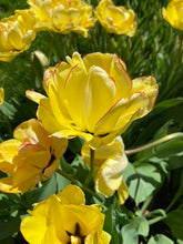 Load image into Gallery viewer, Akebono
