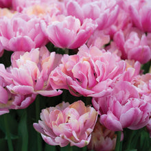 Load image into Gallery viewer, Pink Star

