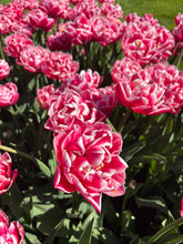 Load image into Gallery viewer, Columbus
