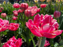 Load image into Gallery viewer, Columbus
