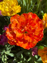 Load image into Gallery viewer, Gudoshnik Double

