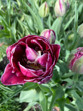 Load image into Gallery viewer, Dream Touch
