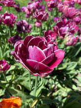 Load image into Gallery viewer, Dream Touch
