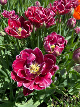Load image into Gallery viewer, Dream Touch
