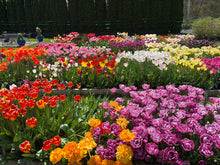 Load image into Gallery viewer, Petals with Purpose Fundraiser

