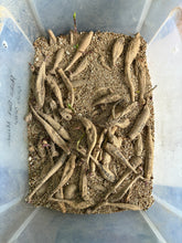 Load image into Gallery viewer, A Bag of Growers Choice SECONDS Mixed Dahlia Tubers - 10 Tuber Bundle
