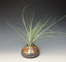 Load image into Gallery viewer, Rainbow Copper Raku Urchin AirPlant Vase #4
