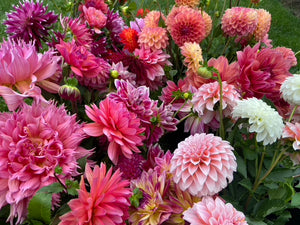 A Bag of Mixed Dahlia Tubers - Best Value!